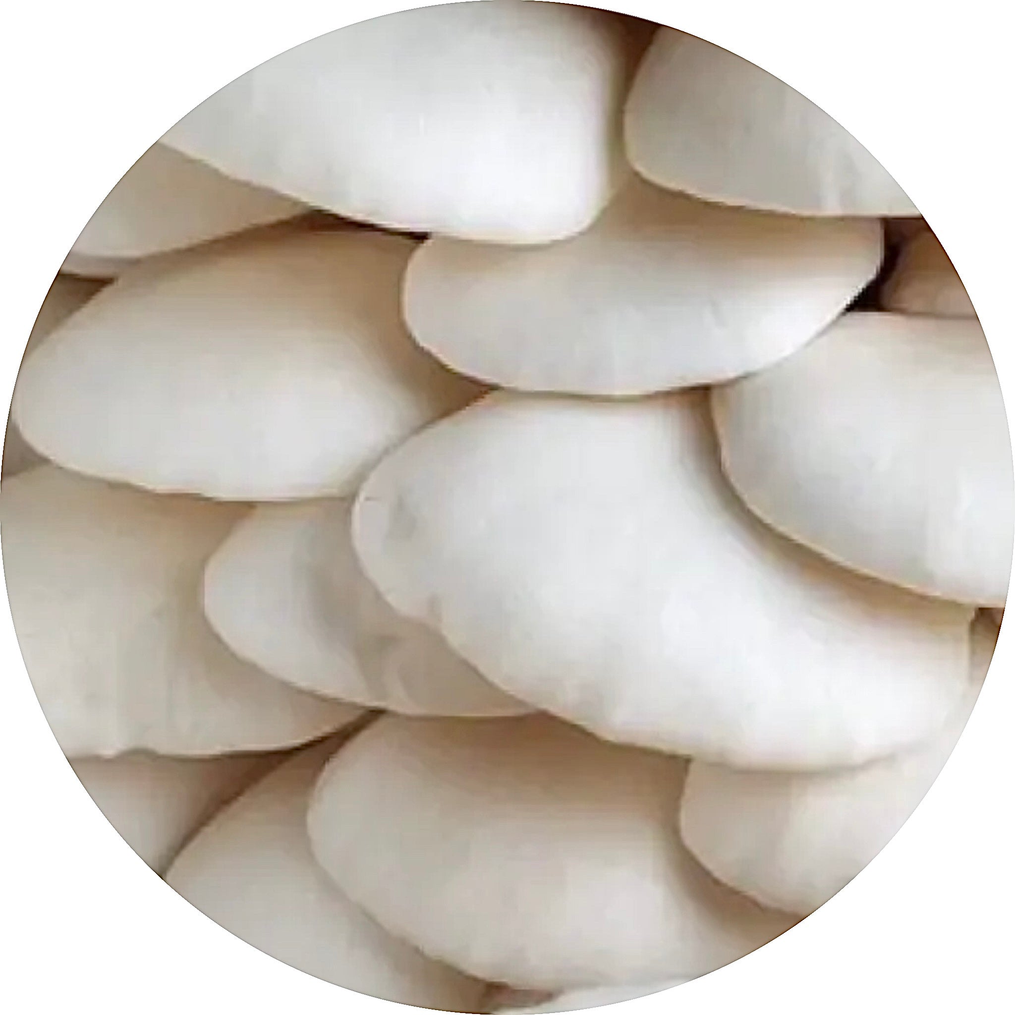 snow oyster mushroom